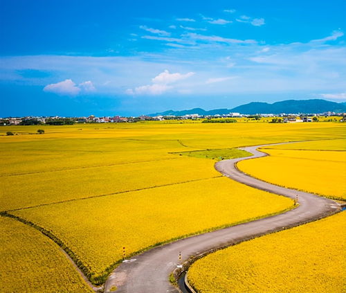 为什么总是梦到家乡地震,梦见家乡地震的预兆