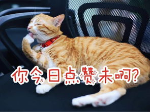 为什么做梦梦到很多猫,梦见许多猫咪是什么意思