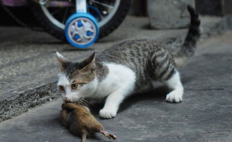 为什么老梦到去世的猫咪,梦见死去的猫咪的预兆