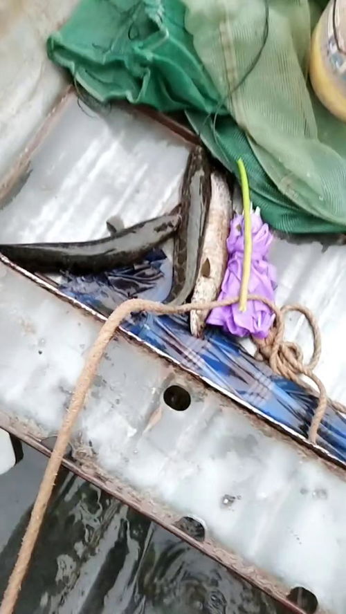 下雨梦到好多黑鱼什么意思,梦见下大雨天空出现大黑鱼