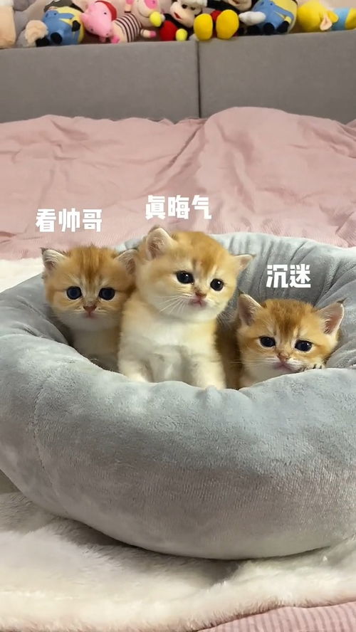 为什么会梦到蓝色的猫,梦见蓝猫的预兆