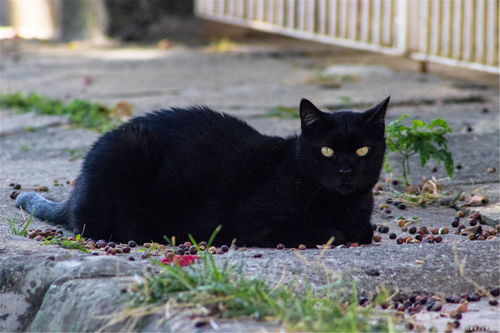 中午梦到黑猫是什么意思,做梦梦到黑猫是什么意思啊