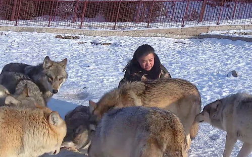 为什么总能梦到狼群和猫,梦见一只狼和五个猫是什么预兆+女性解梦？