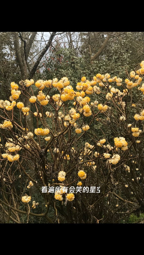 做梦到花什么意思解梦,梦到花是什么意思