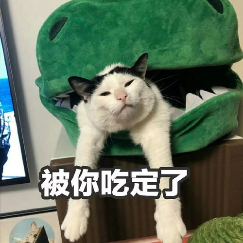 为什么会梦到生病的猫,梦见生病的猫是什么意思？