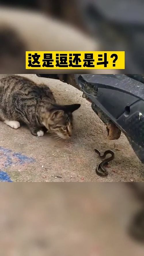 为什么梦到捉到蛇和猫,梦见蛇与猫的预兆