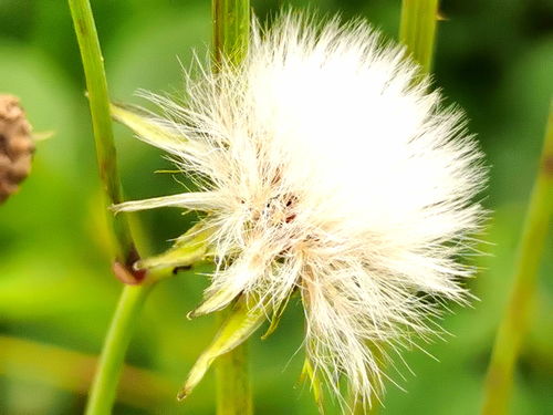 为什么会梦到稻草人,梦见稻草人