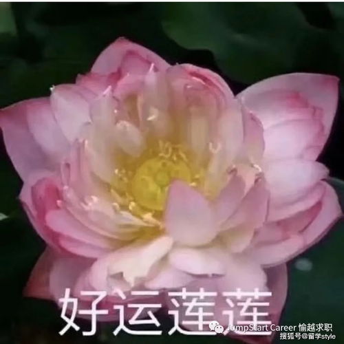 信佛梦到莲花菩萨什么意思,梦见礼花莲花观音菩萨的预兆