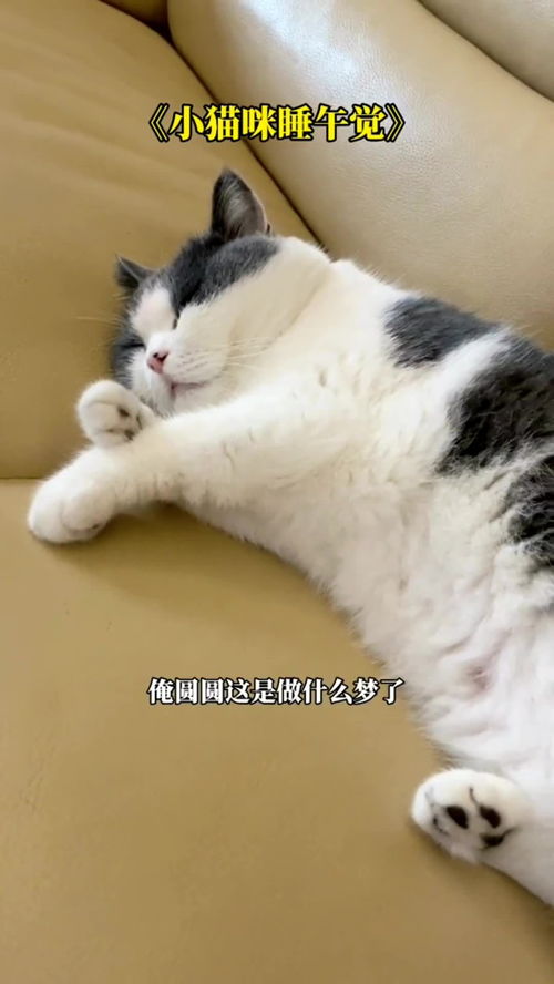 为什么做梦梦到了猫猫,做梦梦见猫是什么预兆