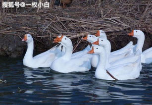 为什么会梦到很多鸡鸭蛋,梦见很多鸡蛋鸭蛋鹅蛋的预兆