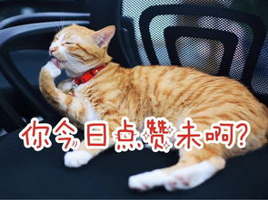 为什么做梦梦到猫和老鼠,梦见猫和老鼠什么意思