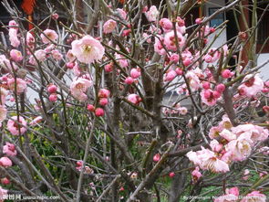 为什么我经常梦到桃花树,梦见桃花树