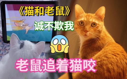 为什么梦到被猫追着咬了,梦见被猫追着咬是什么意思