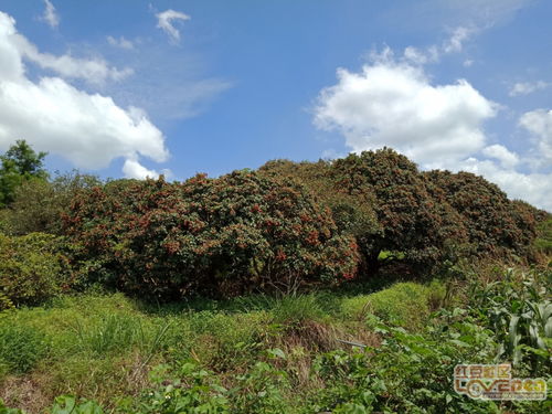 为什么老是梦到满山的鲜花,梦见满山的花是什么意思？