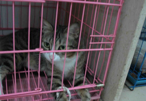 女生梦到猫咪是什么意思,女人梦见猫周公解梦