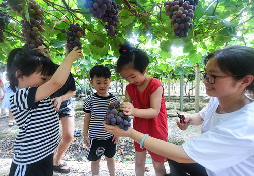 孕期梦到葡萄熟了什么意思,孕妇梦见大串成熟的葡萄