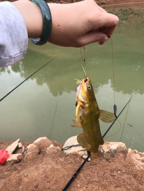 女人梦到蚯蚓乱爬什么预兆,梦到蚯蚓是什么征兆 女性