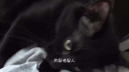 女人梦到男人养猫什么意思,梦见自己男人养猫的预兆