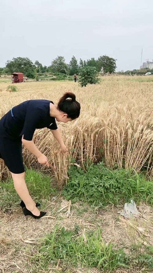 女人梦到割麦子什么意思,女人梦见用镰刀割麦子