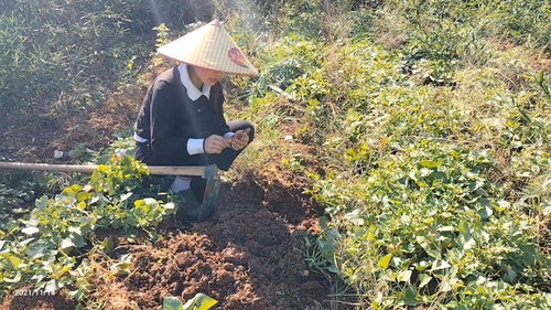 女人梦到挖红薯什么意思,女人梦见挖红薯是什么预兆