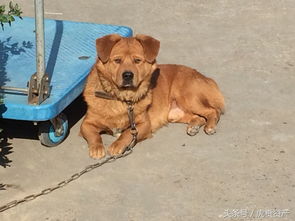 女生梦到大黄狗是什么意思,女人梦见黄狗什么预兆 意思