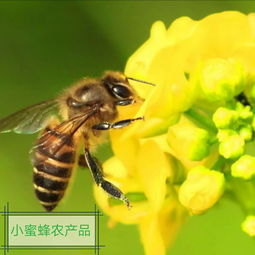 做梦梦到蜜蜂有什么含义,梦到蜜蜂预示着什么