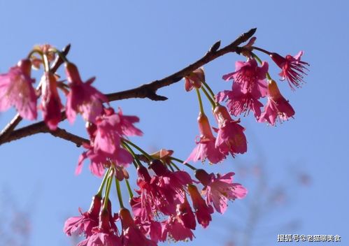 女人梦到房顶开花什么意思,梦见屋顶上有许多树和花的预兆