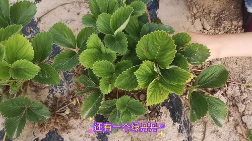 孕妇梦到菜园里什么菜都有,孕妇梦见菜园子各种蔬菜