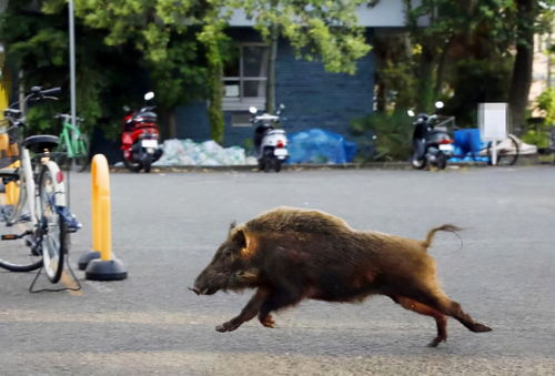 孕妇梦到野猪是什么意思,孕妇梦见黑野猪是什么意思？