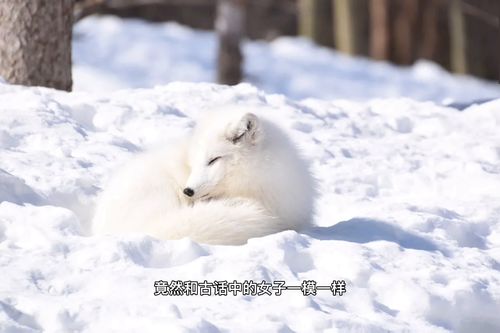 孕期梦到打狐狸什么预兆,孕妇梦见杀狐狸是什么意思周公解梦