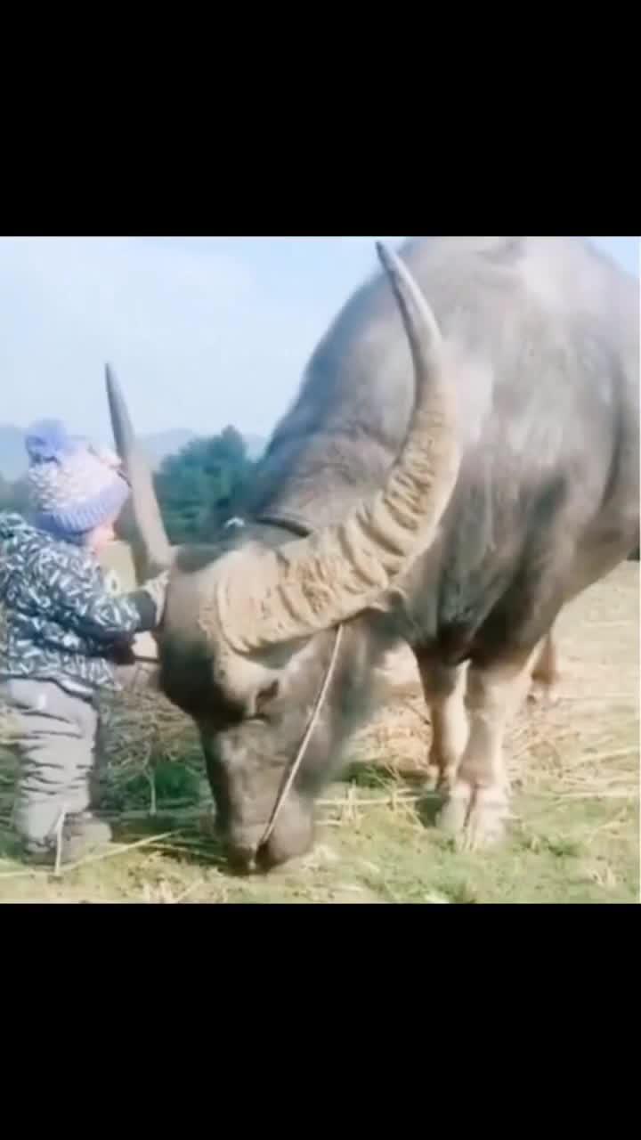 午休梦到水牛吃草什么意思,梦见水牛吃草的预兆