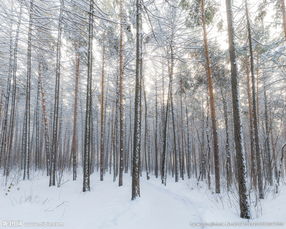 做梦梦到雪堆什么意思,梦见堆雪是什么预兆