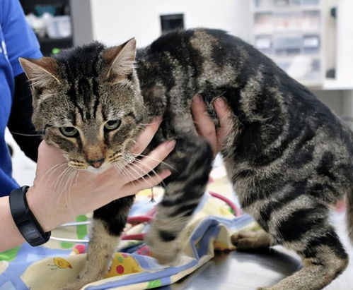 女人梦到猫睡觉什么意思,梦见猫睡觉的预兆