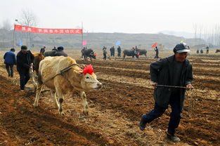 孕妇梦到牛耕地什么预兆,女人梦到牛耕地预示着什么