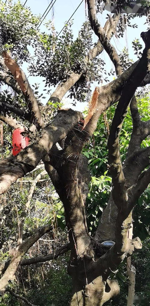 孕期梦到大树倒什么意思,孕妇梦见大树连根拔起倒了