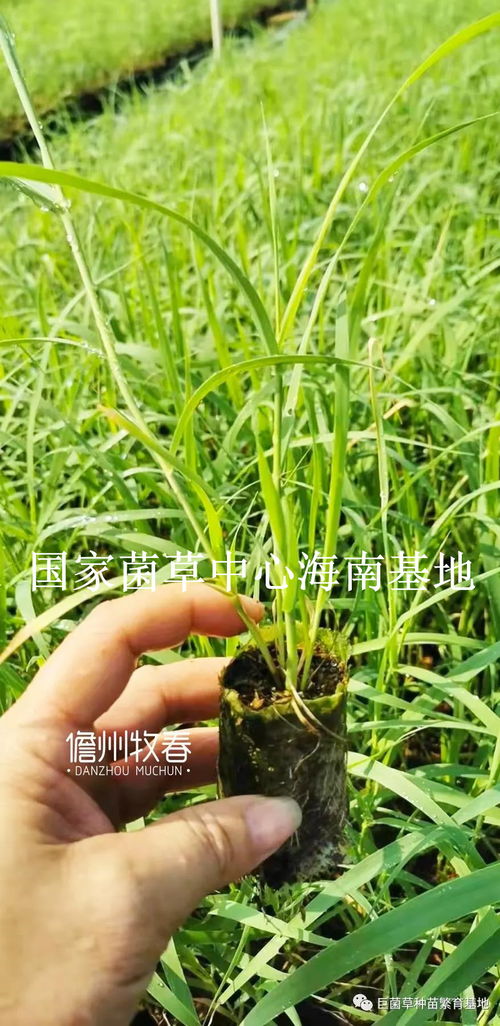 孕妇梦到葱苗是什么意思,梦见种葱苗的预兆