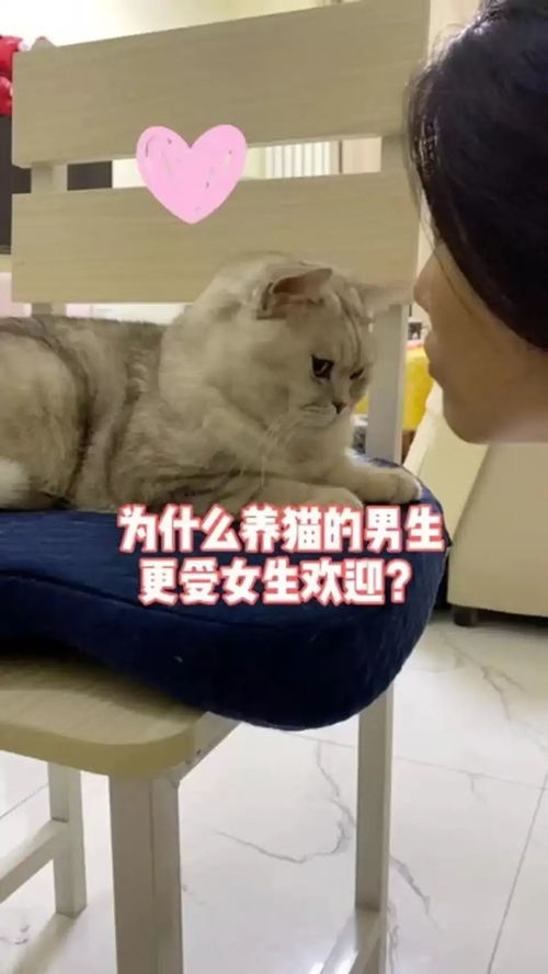 女人梦到男人养猫什么意思,梦见自己男人养猫的预兆