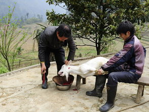 女人梦到铲猪粪什么意思,已婚女人梦见铲猪粪