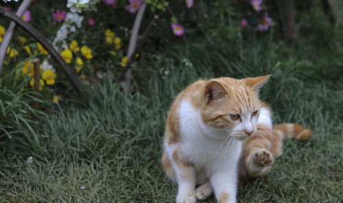 女人梦到养猫是什么意思,女人梦见自己养猫