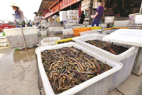 孕期梦到鳝鱼是什么意思,孕妇梦见黄鳝