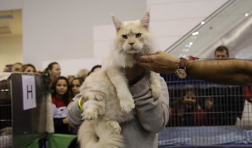 出马弟子梦到猫什么意思,出马仙出马前梦见猫扑向自己