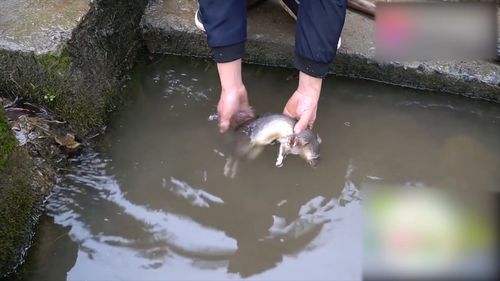 女士梦到大老鼠预示着什么,女人梦见老鼠是什么意思周公解梦