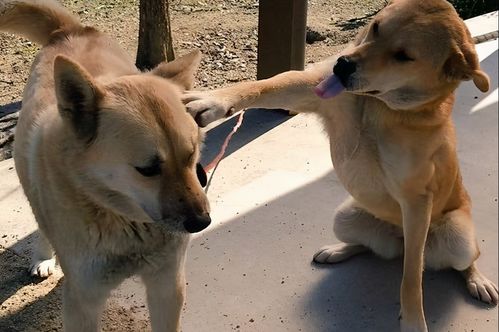 孕妇梦到养大狗什么意思,怀孕梦见养狗是胎梦吗