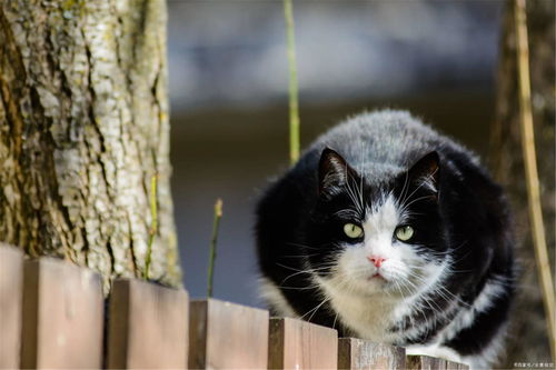 女孩梦到黑猫是什么意思,女人梦见黑色的猫是什么预兆