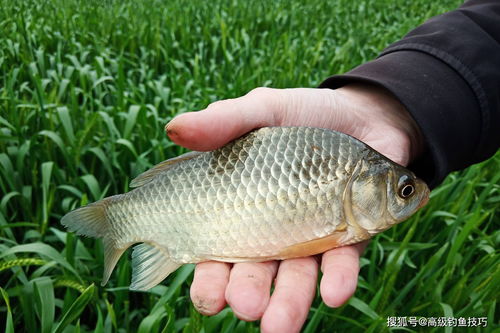 孕期梦到抓鲫鱼什么意思,怀孕八个半月了梦到自己在抓小鲫鱼有什么征兆吗