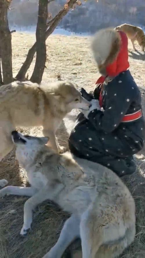 女生梦到狼群是什么意思,女人梦见好多狼什么意思