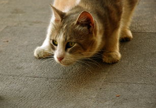 做梦梦到猫追着是什么,梦见猫追赶的预兆