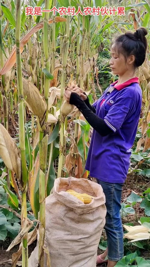 妇女梦到掰玉米什么意思,女人梦到在地里掰玉米