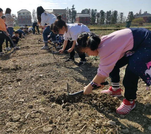 妇女梦到挖番薯什么意思,女人梦见挖红薯是什么预兆