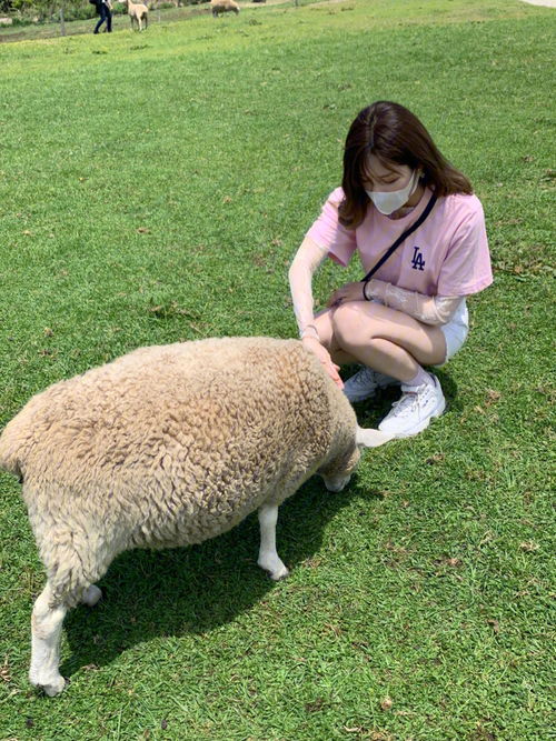 孕期梦到了羊群什么意思,孕妇梦到一群羊预示着什么意思